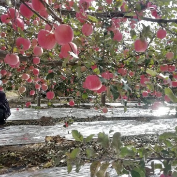 甘肃天水苹果最新报价-天水苹果最新行情揭晓